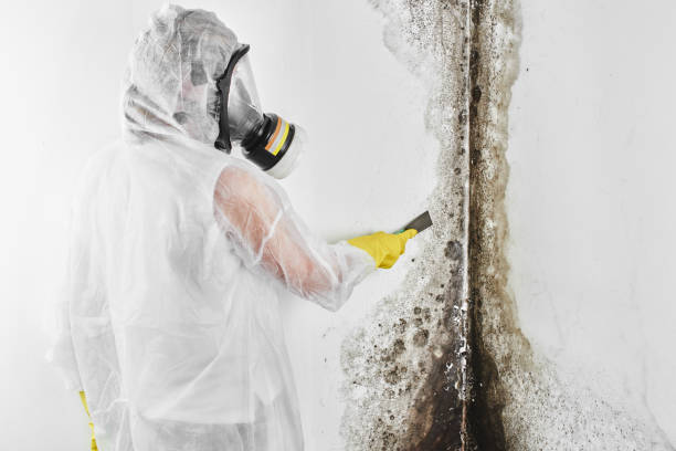 Best Basement Mold Remediation in Mulberry, IN