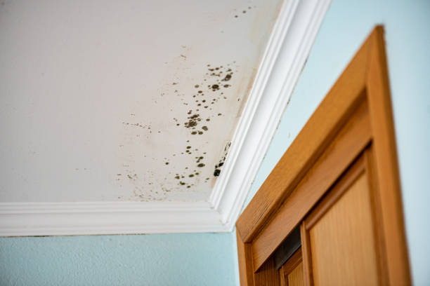Best Residential Mold Remediation in Mulberry, IN