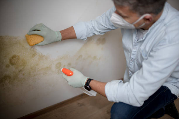 Best Industrial Mold Remediation in Mulberry, IN