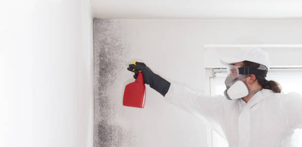 Best Commercial Mold Remediation in Mulberry, IN